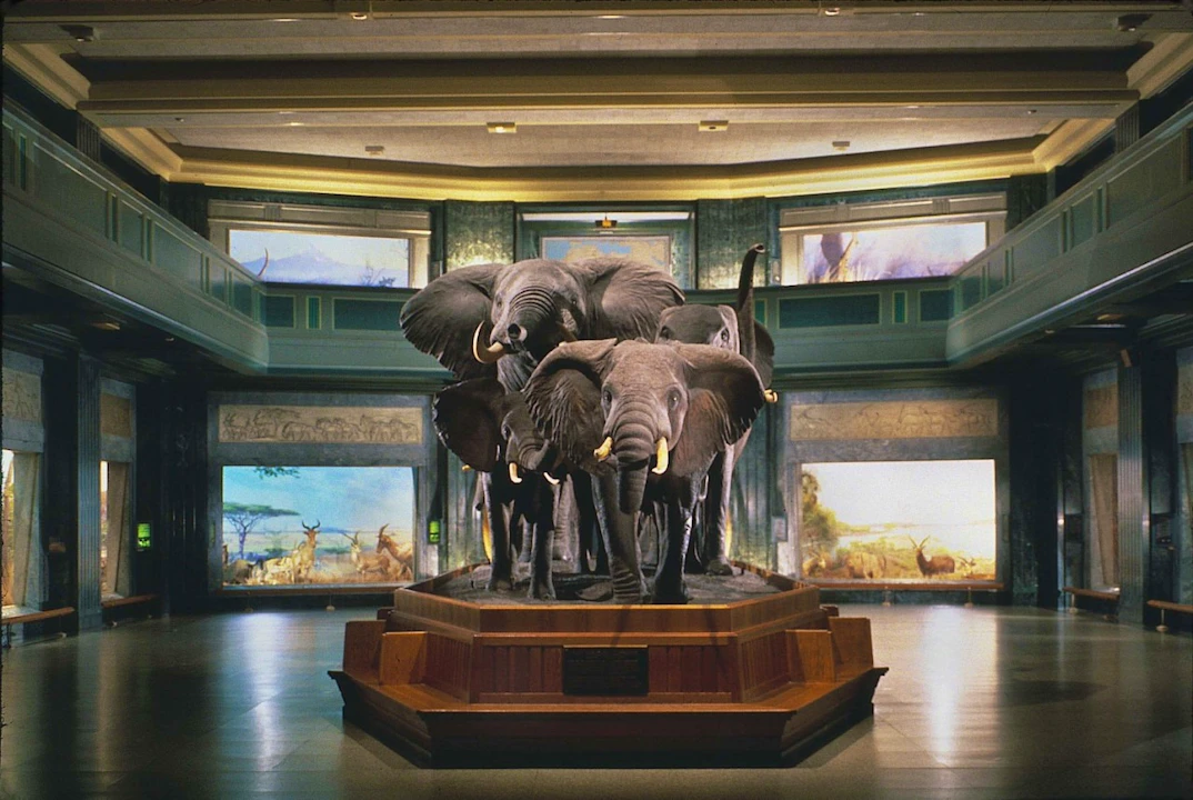 Combo: American Museum of Natural History + The Museum of Modern Art (MoMA) Price